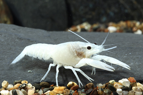 picture of Snow White Lobster Reg                                                                               Procambarus clarkii var. white
