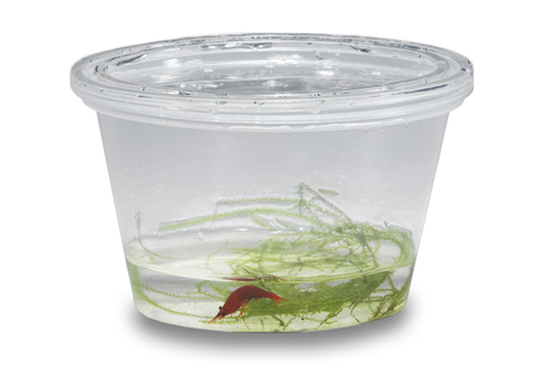 picture of Dark Red Bee Shrimp With Cup                                                                         Caridina sp.