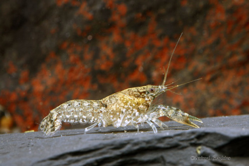 picture of Marble Dwarf Lobster Reg                                                                             Cambarellus texanus