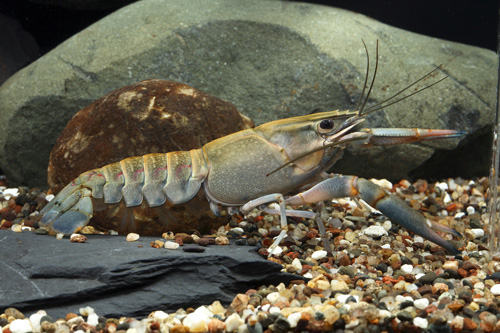 picture of Royal Blue Lobster Reg                                                                               Cherax quadricarinatus