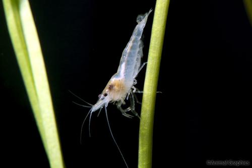 picture of Snowball Shrimp Reg                                                                                  Neocaridina cf. zhangjiajiensis 'White'