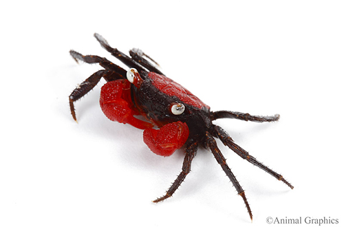 picture of Red Devil Freshwater Crab Reg                                                                        Geosesarma sp.