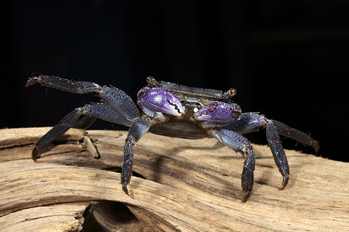 picture of Purple Leg Freshwater Crab Reg                                                                       Metopograpsus sp.