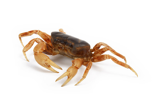 picture of Borneo King Freshwater Crab Reg                                                                      Geosesarma sp.
