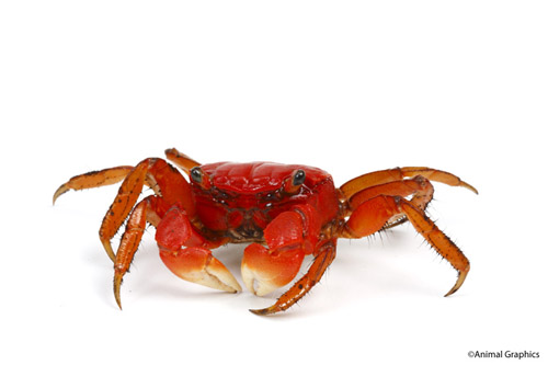 picture of Flower Crab Reg                                                                                      Sesarmops intermedium
