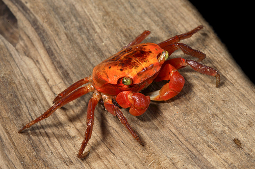 picture of Red Apple Freshwater Crab Reg                                                                        Metasesarma aubryi