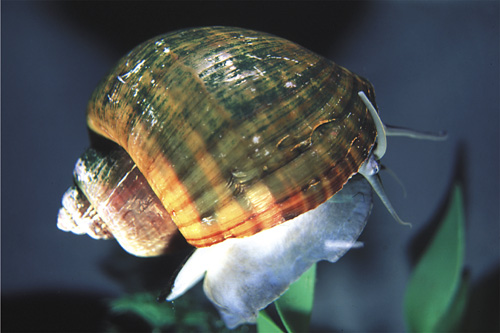 picture of Apple Snail Med                                                                                      Pomacea canaliculata