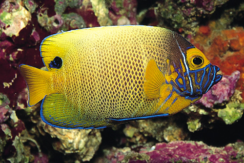picture of Blue Face Angel Adult Sml                                                                            Pomacanthus xanthometopon