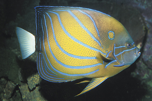picture of Blue Line Angel M/S                                                                                  Chaetodontoplus septentrionalis