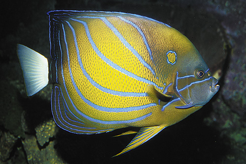 picture of Blue Ring Angel Adult Med                                                                            Pomacanthus annularis