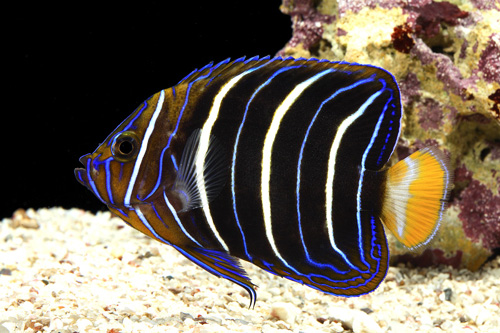 picture of Chrysurus Angel Adult Med                                                                            Pomacanthus chrysurus