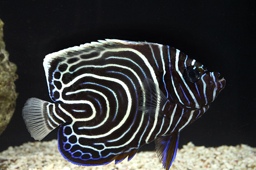 picture of Emperor Angel Juvenile Med                                                                           Pomacanthus imperator