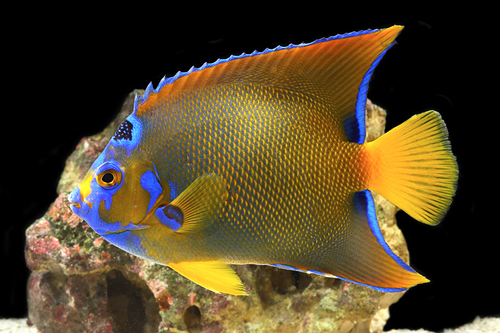 picture of Queen Angel Adult Med                                                                                Holacanthus ciliaris