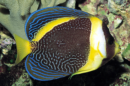 picture of Scribbled Angel Female Med                                                                           Chaetodontoplus duboulayi