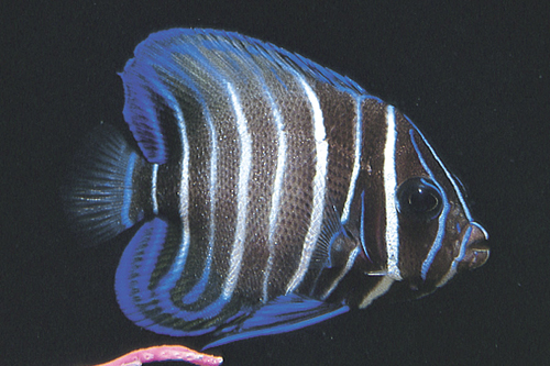 picture of Six Bar Angel Juvenile Med                                                                           Pomacanthus sexstriatus