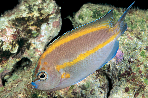 picture of Bellus Angel Male Sml                                                                                Genicanthus bellus