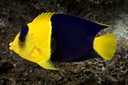 picture of Bicolor Angel Fiji Sml                                                                               Centropyge bicolor