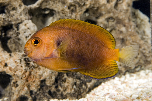 picture of Fisher's Pygmy Angel Hawaiian Lrg                                                                    Centropyge fisheri