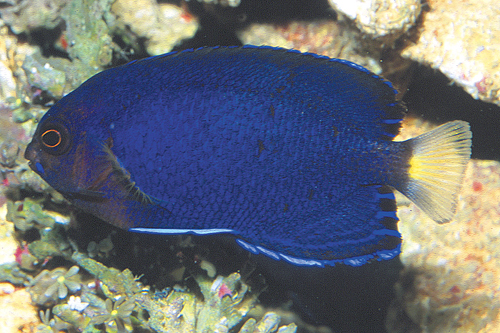 picture of Pacific Pygmy Angel Med                                                                              Centropyge flavicauda