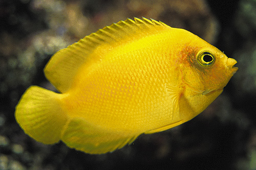 picture of Yellow Angel Lrg                                                                                     Centropyge heraldi