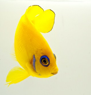picture of Lemon Peel Angel Tahiti Sml                                                                          Centropyge flavissimus