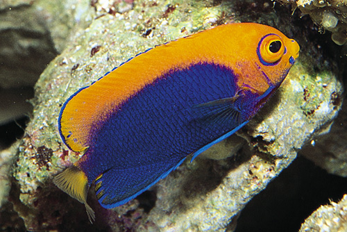 picture of Flame Back Angel Sml                                                                                 Centropyge aurantonotus