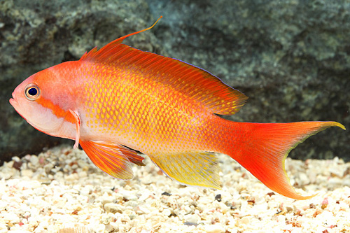 picture of Pink Anthias Red Sea Lrg                                                                             Pseudanthias squamipinnis