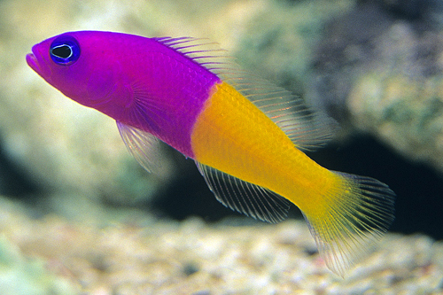 picture of Bicolor Pseudochromis Sml                                                                            Pictichromis paccagnella