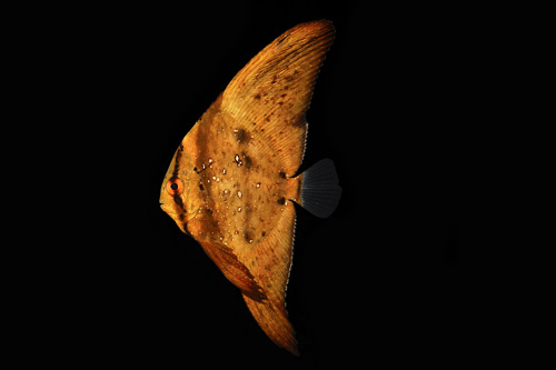 picture of Orbic Batfish Sml                                                                                    Platax orbicularis