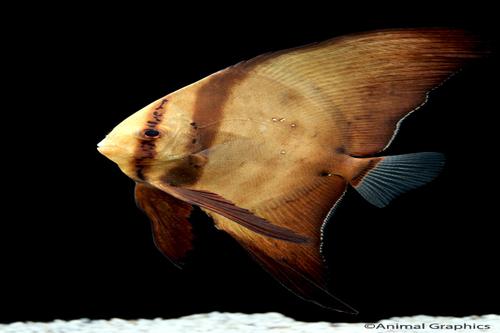 picture of Orbic Batfish I/O Med                                                                                Platax orbicularis