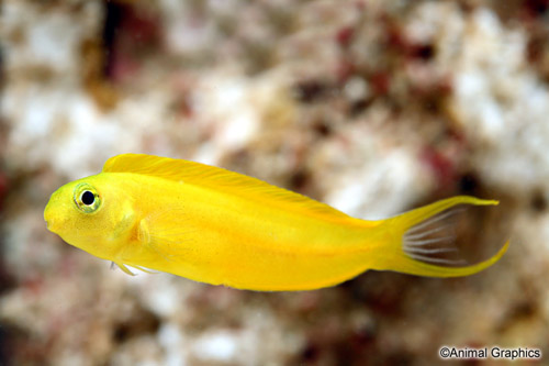 picture of Canary Blenny Tank Raised Med                                                                        Meiacanthus oualanensis