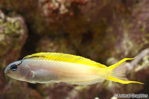 picture of Forktail Blenny Med                                                                                  Meiacanthus atrodorsalis