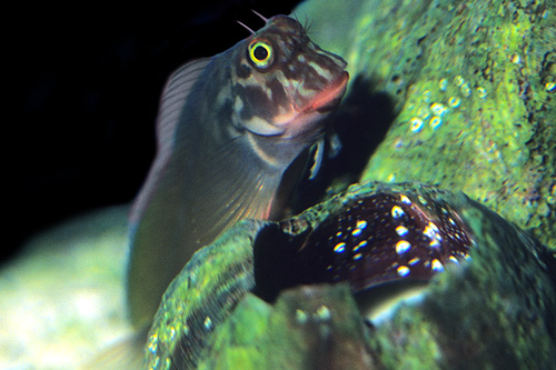 picture of Red Lip Blenny Med                                                                                   Ophioblennius atlanticus