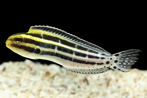 picture of Grammistes Blenny Med                                                                                Meiacanthus grammistes