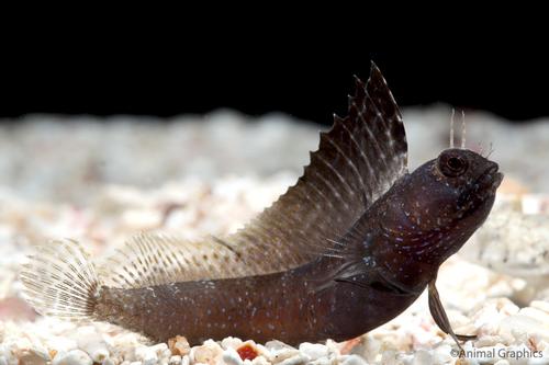 picture of Caribbean Sailfin Blenny Med                                                                         Emblemaria pandionis