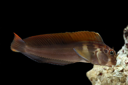 picture of Panamic Fanged Blenny Med                                                                            Ophioblennius steindachneri