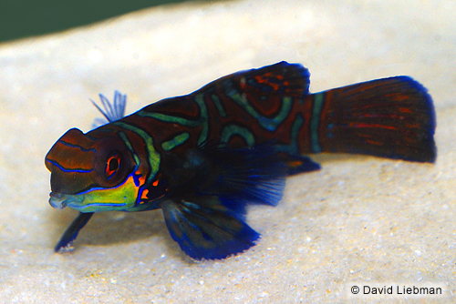 picture of Green Mandarinfish Sml                                                                               Synchiropus splendidus