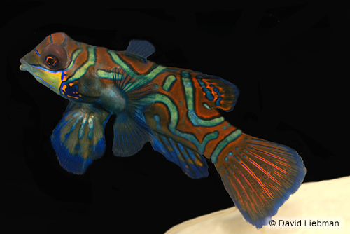 picture of Green Mandarinfish Lrg                                                                               Synchiropus splendidus