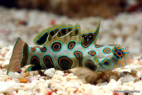picture of Spotted Mandarin Sml                                                                                 Synchiropus picturatus