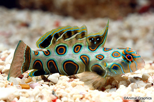 picture of Spotted Mandarin Med                                                                                 Synchiropus picturatus