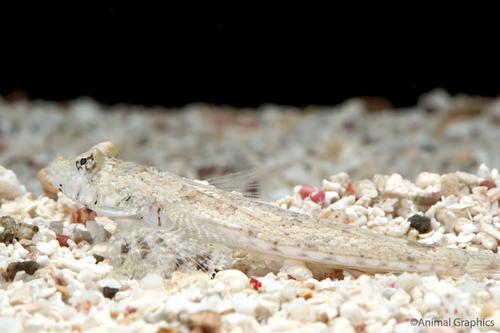 picture of Japanese Dragonet Sml                                                                                Calliurichthys japonicus