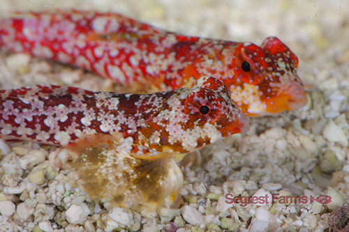 picture of Red Scooter Blenny Pair                                                                              Synchiropus moyeri