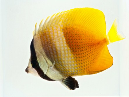 picture of Klein's Blue Head Butterfly Sml                                                                      Chaetodon kleinii
