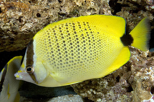 picture of Lemon Butterfly Sml                                                                                  Chaetodon miliaris