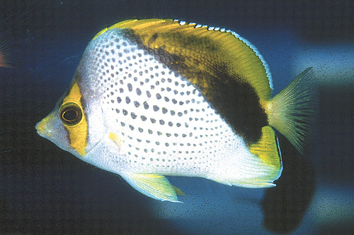picture of Declivis Butterfly Lrg                                                                               Chaetodon declivis