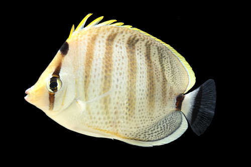 picture of Pebbled Butterfly Sml                                                                                Chaetodon multicinctus
