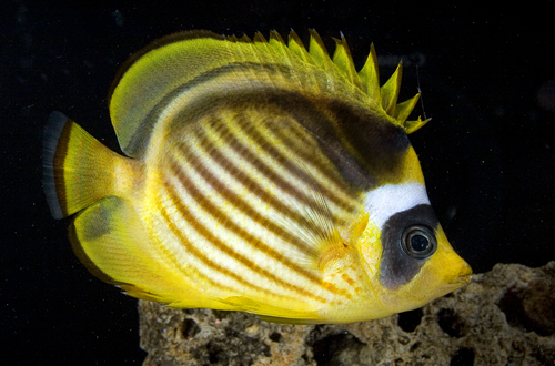 picture of Raccoon Butterfly Red Sea Sml                                                                        Chaetodon lunula