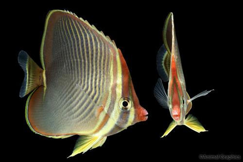 picture of Triangle Butterfly Sml                                                                               Chaetodon triangulum