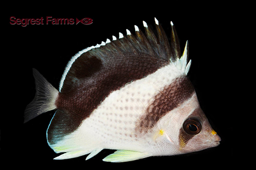 picture of Burgess' Butterfly Lrg                                                                               Chaetodon burgessi