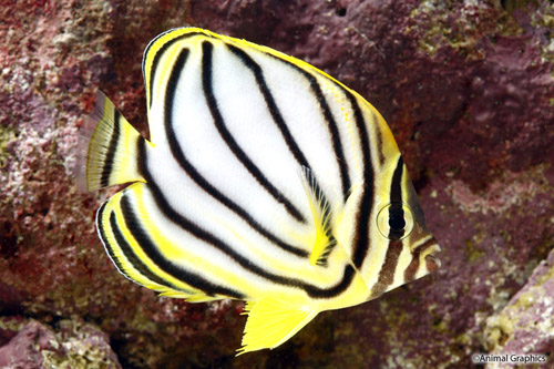 picture of Meyer's Butterfly Lrg                                                                                Chaetodon meyeri